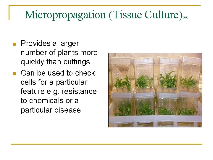 Micropropagation (Tissue Culture) n n Provides a larger number of plants more quickly than