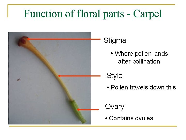 Function of floral parts - Carpel Stigma • Where pollen lands after pollination Style