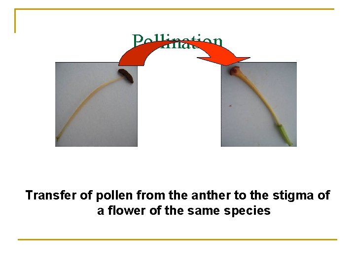 Pollination Transfer of pollen from the anther to the stigma of a flower of