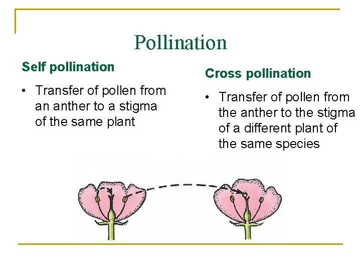 Pollination Self pollination Cross pollination • Transfer of pollen from an anther to a