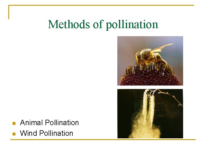 Methods of pollination n n Animal Pollination Wind Pollination 