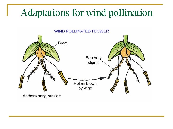 Adaptations for wind pollination 