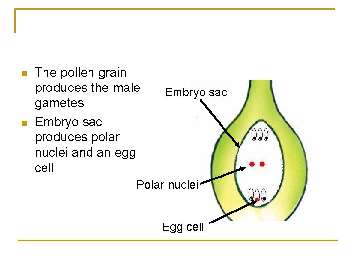 n n The pollen grain produces the male gametes Embryo sac produces polar nuclei
