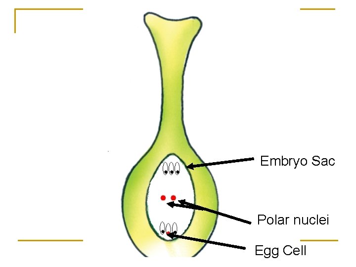 Embryo Sac Polar nuclei Egg Cell 