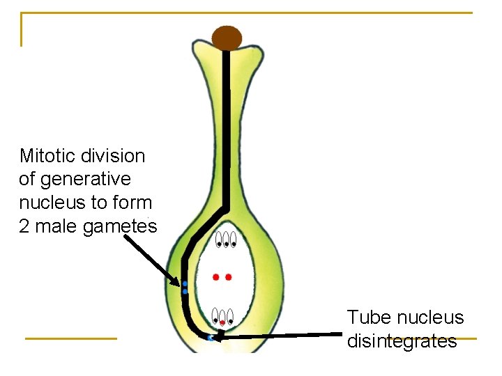 Mitotic division of generative nucleus to form 2 male gametes Tube nucleus disintegrates 