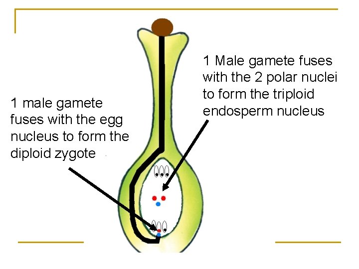 1 male gamete fuses with the egg nucleus to form the diploid zygote 1