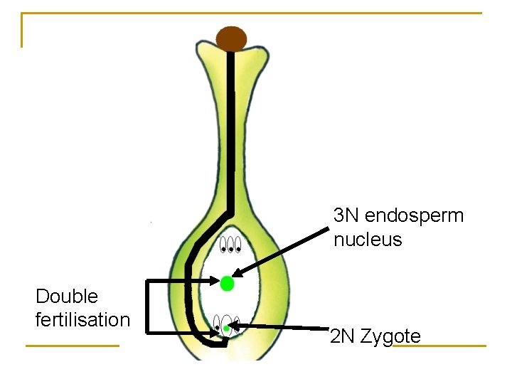 3 N endosperm nucleus Double fertilisation 2 N Zygote 