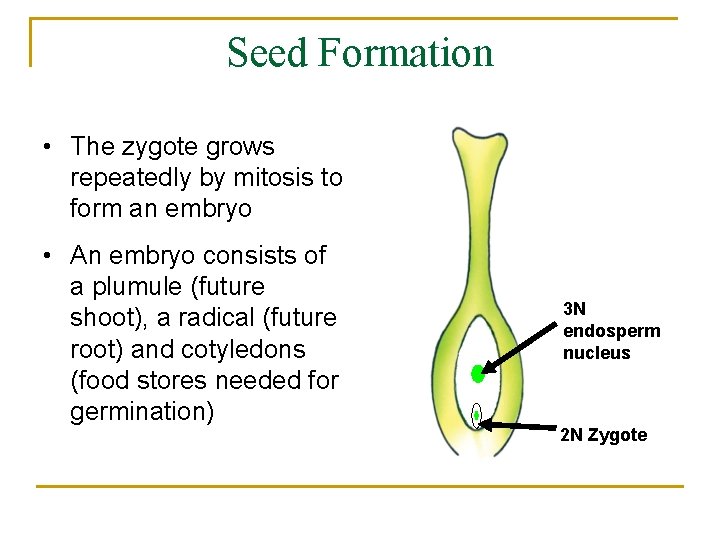 Seed Formation • The zygote grows repeatedly by mitosis to form an embryo •