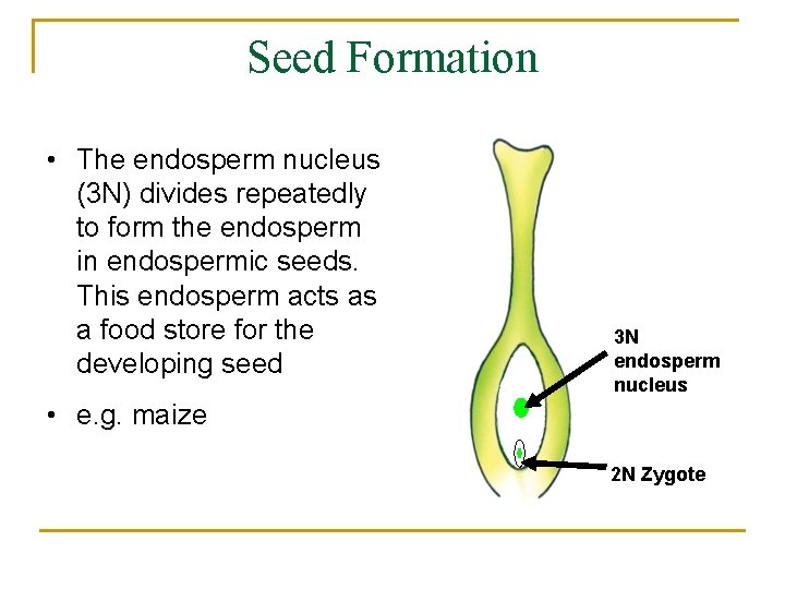 Seed Formation • The endosperm nucleus (3 N) divides repeatedly to form the endosperm