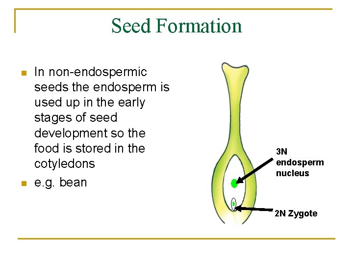Seed Formation n n In non-endospermic seeds the endosperm is used up in the
