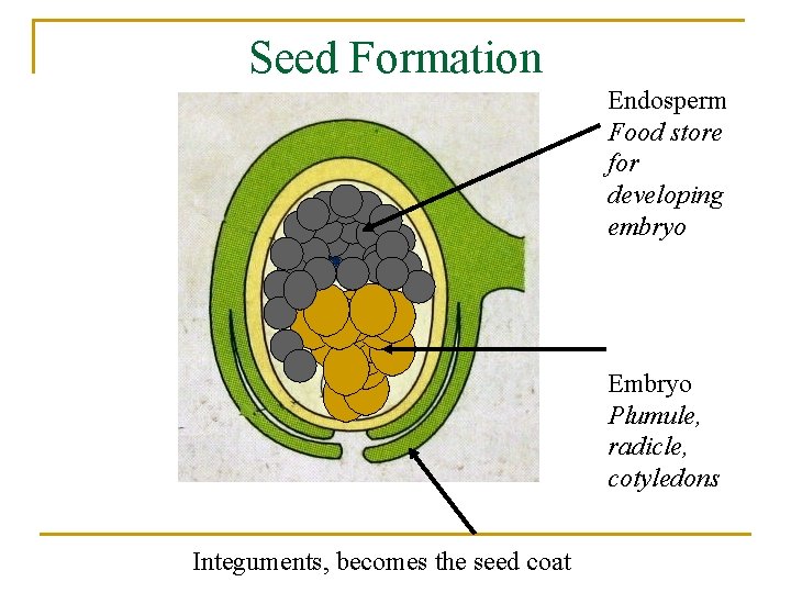 Seed Formation Endosperm Food store for developing embryo Embryo Plumule, radicle, cotyledons Integuments, becomes
