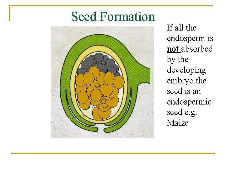 Seed Formation If all the endosperm is not absorbed by the developing embryo the
