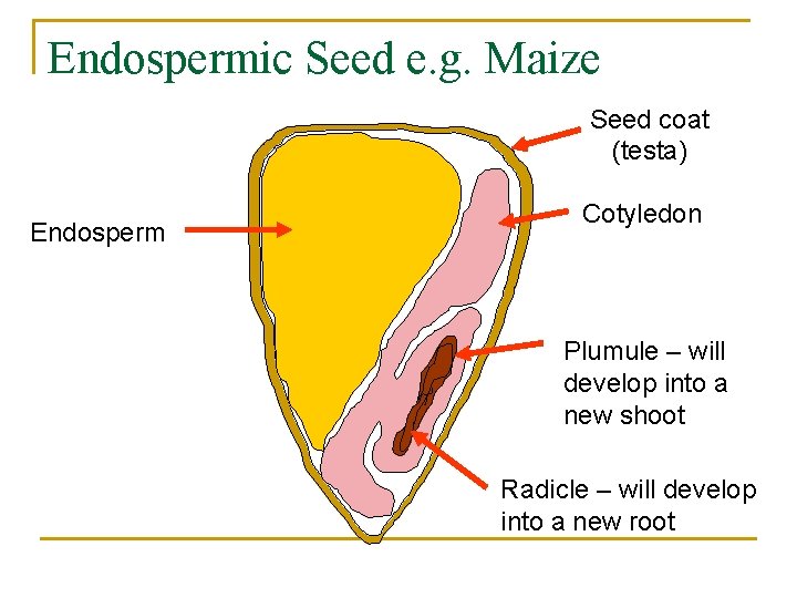 Endospermic Seed e. g. Maize Seed coat (testa) Endosperm Cotyledon Plumule – will develop