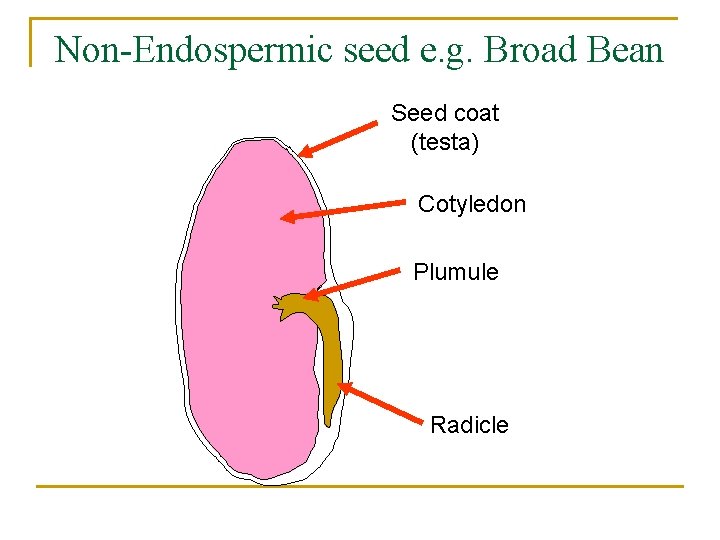Non-Endospermic seed e. g. Broad Bean Seed coat (testa) Cotyledon Plumule Radicle 