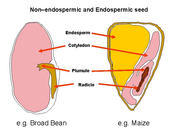Non–endospermic and Endospermic seed Endosperm Cotyledon Plumule Radicle e. g. Broad Bean e. g.