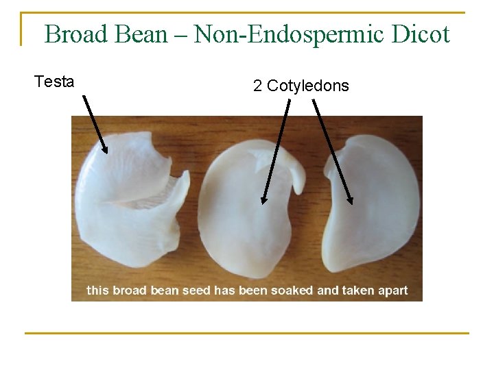 Broad Bean – Non-Endospermic Dicot Testa 2 Cotyledons 