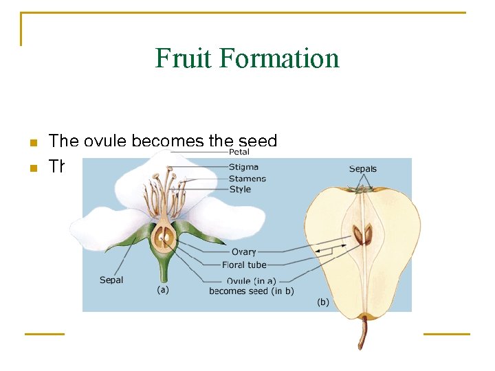 Fruit Formation n n The ovule becomes the seed The ovary becomes the fruit
