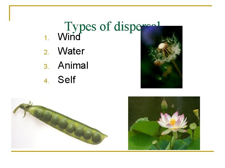 Types of dispersal 1. 2. 3. 4. Wind Water Animal Self 