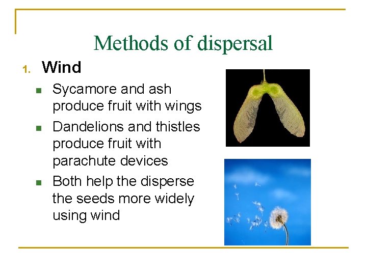 Methods of dispersal 1. Wind n n n Sycamore and ash produce fruit with