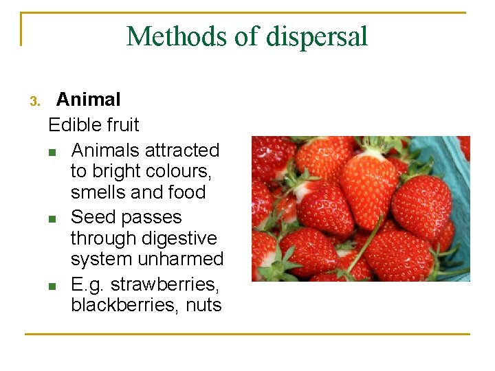 Methods of dispersal 3. Animal Edible fruit n Animals attracted to bright colours, smells