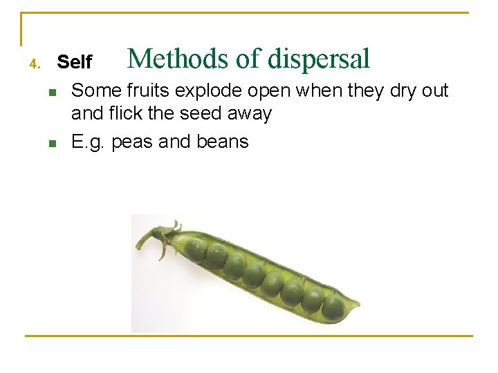 4. Methods of dispersal Self n Some fruits explode open when they dry out