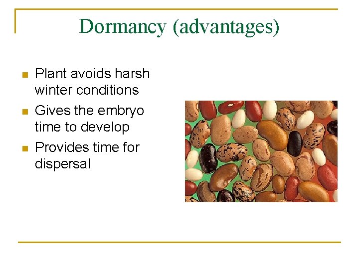 Dormancy (advantages) n n n Plant avoids harsh winter conditions Gives the embryo time