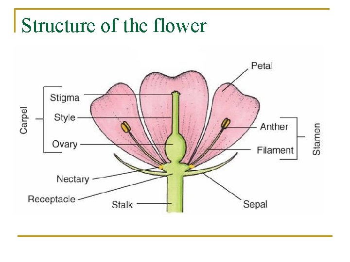 Structure of the flower 