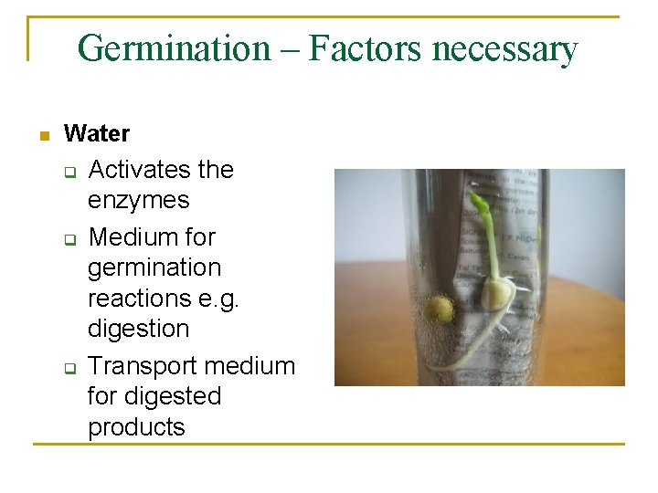 Germination – Factors necessary n Water q q q Activates the enzymes Medium for