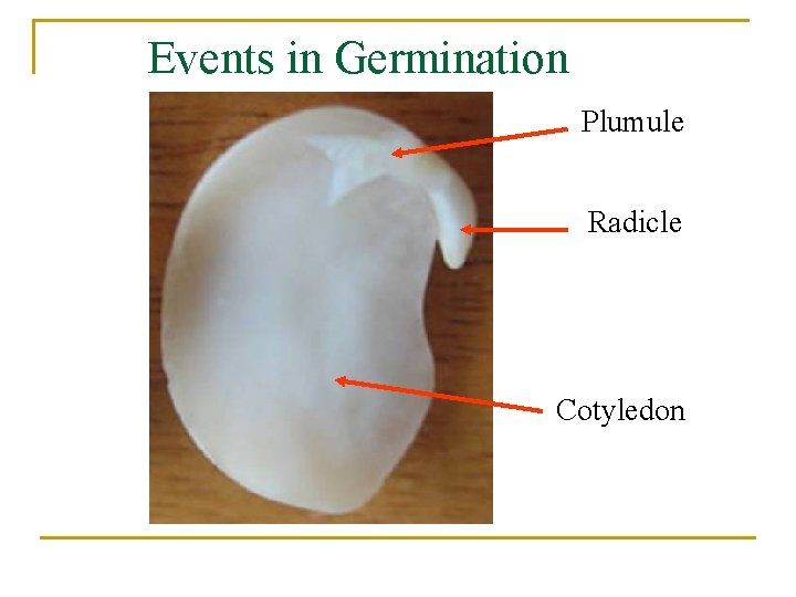 Events in Germination Plumule Radicle Cotyledon 