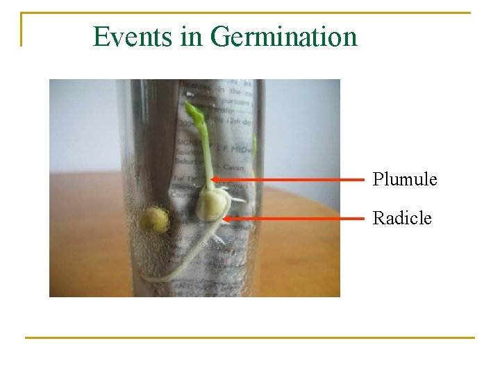 Events in Germination Plumule Radicle 