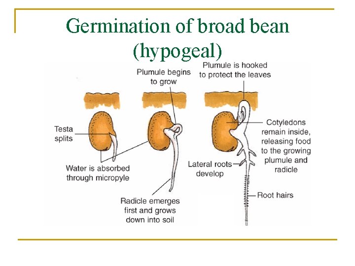 Germination of broad bean (hypogeal) 