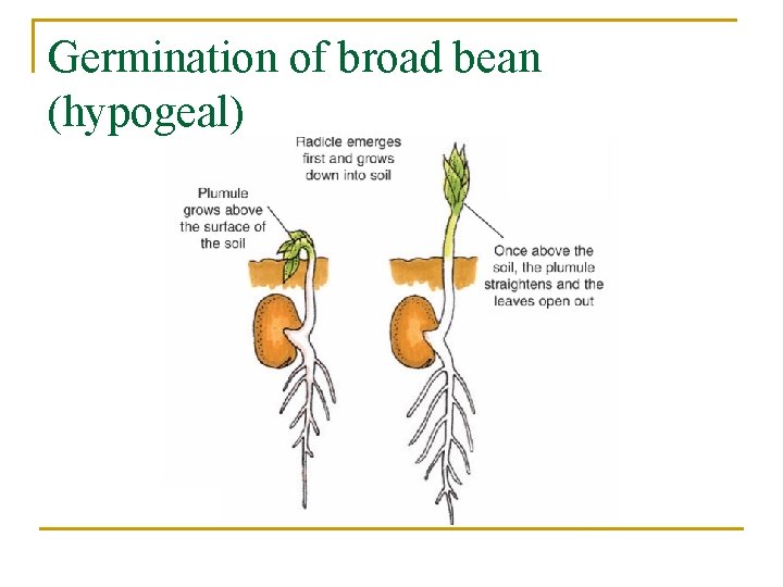 Germination of broad bean (hypogeal) 
