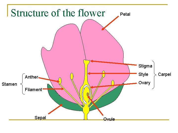 Structure of the flower Petal Stigma Style Anther Ovary Stamen Filament Sepal Ovule Carpel