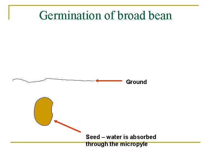 Germination of broad bean Ground Seed – water is absorbed through the micropyle 