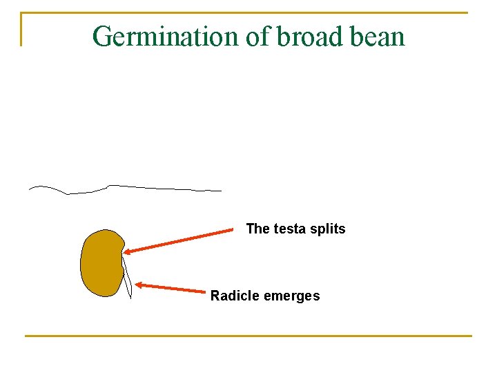Germination of broad bean The testa splits Radicle emerges 