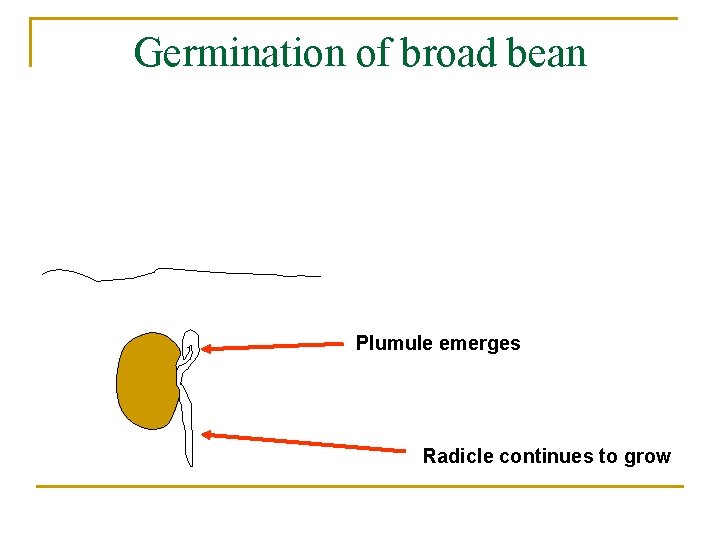 Germination of broad bean Plumule emerges Radicle continues to grow 