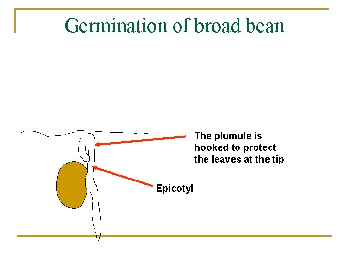 Germination of broad bean The plumule is hooked to protect the leaves at the