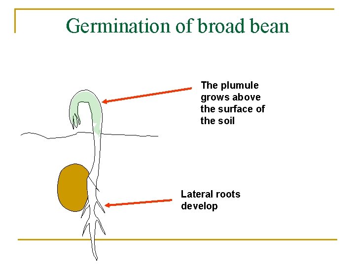 Germination of broad bean The plumule grows above the surface of the soil Lateral