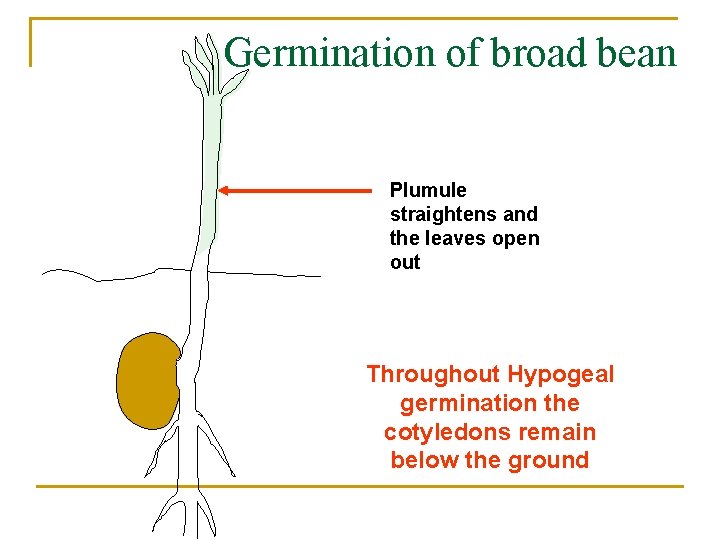 Germination of broad bean Plumule straightens and the leaves open out Throughout Hypogeal germination