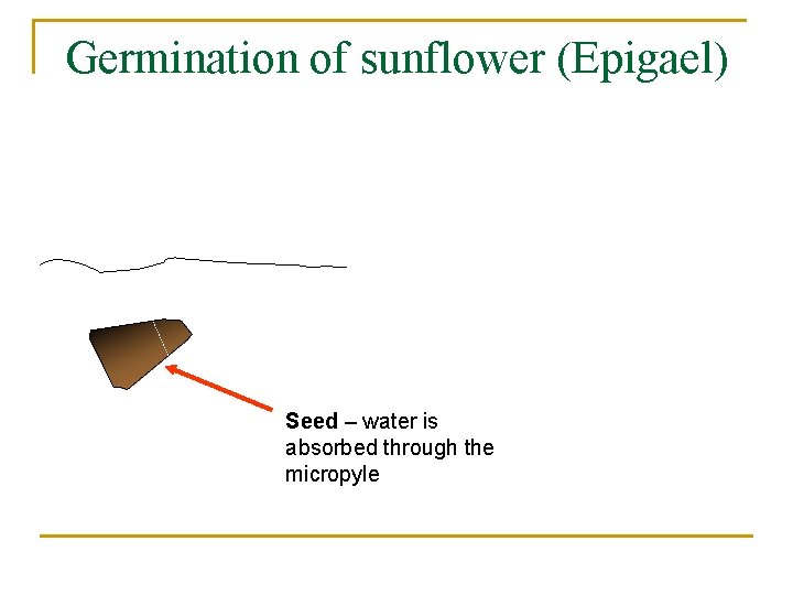 Germination of sunflower (Epigael) Seed – water is absorbed through the micropyle 