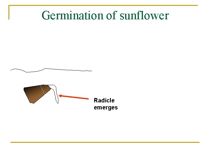Germination of sunflower Radicle emerges 