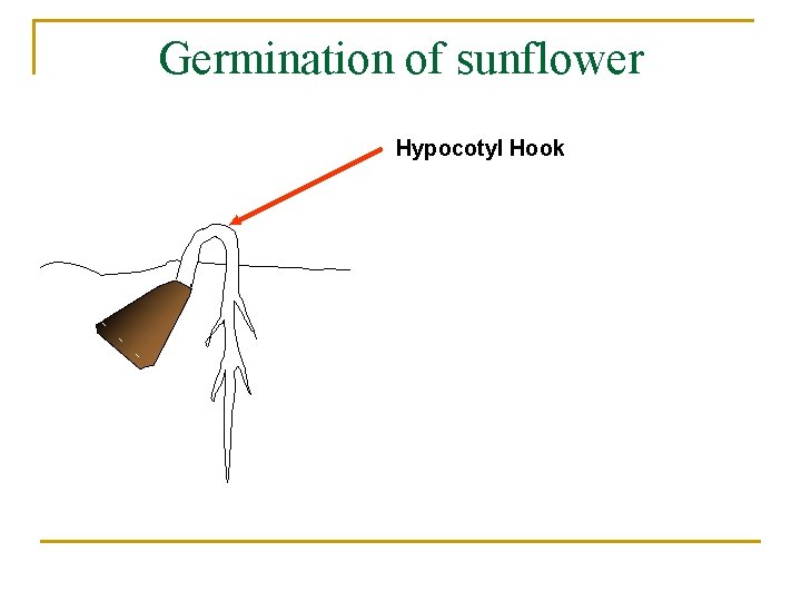 Germination of sunflower Hypocotyl Hook 