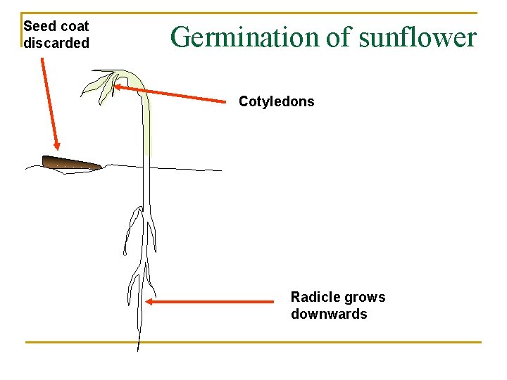 Seed coat discarded Germination of sunflower Cotyledons Radicle grows downwards 