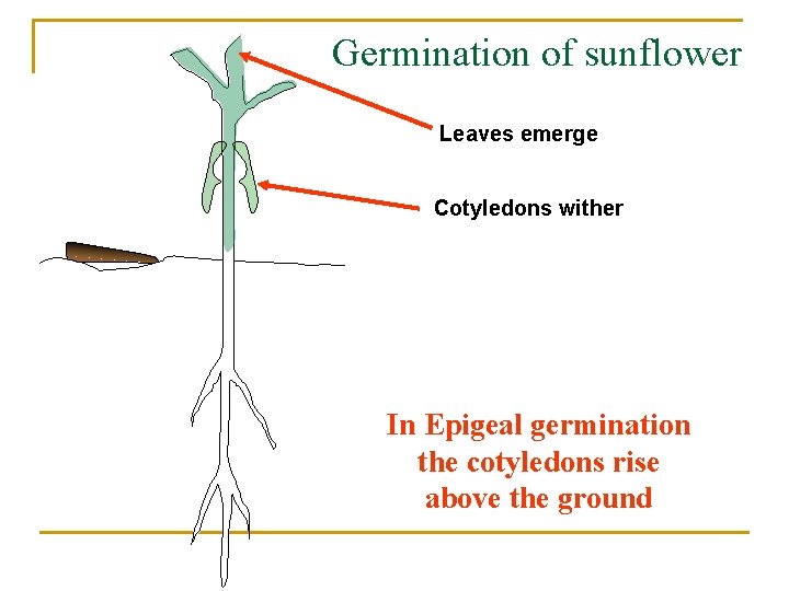 Germination of sunflower Leaves emerge Cotyledons wither In Epigeal germination the cotyledons rise above