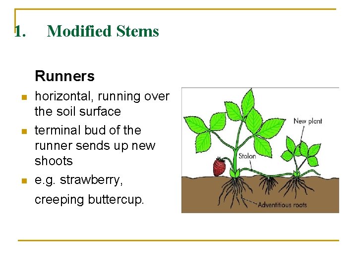 1. Modified Stems Runners n n n horizontal, running over the soil surface terminal