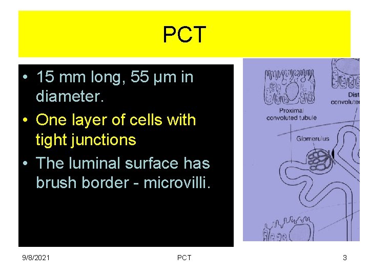 PCT • 15 mm long, 55 µm in diameter. • One layer of cells