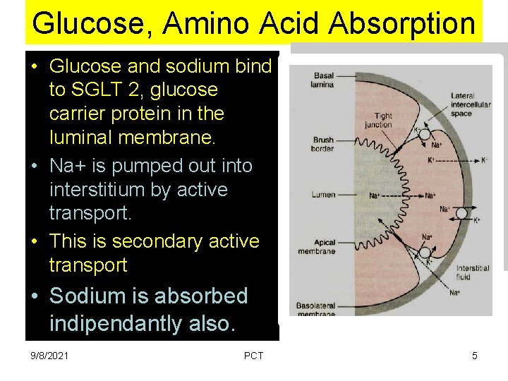 Glucose, Amino Acid Absorption • Glucose and sodium bind to SGLT 2, glucose carrier