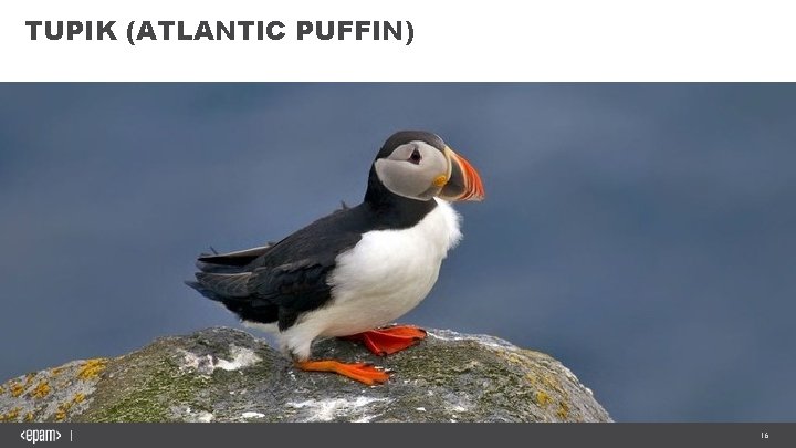 TUPIK (ATLANTIC PUFFIN) 16 
