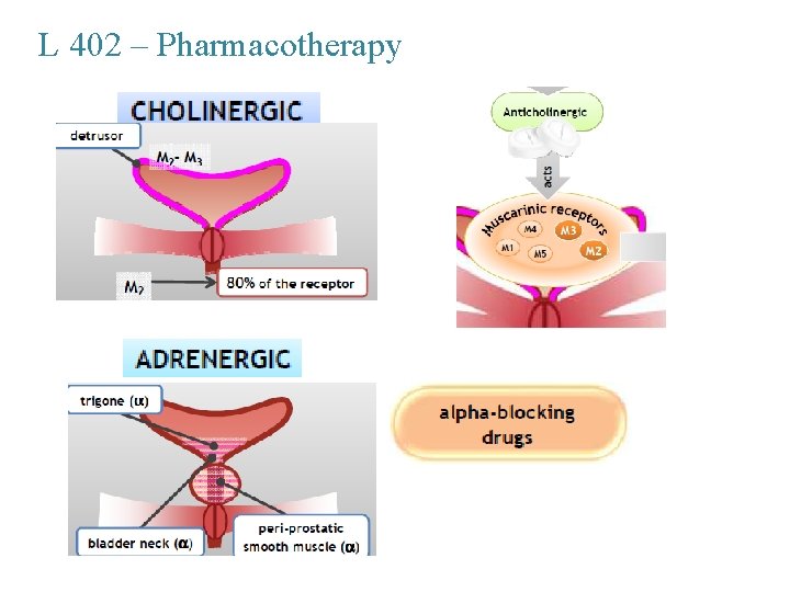 L 402 – Pharmacotherapy 