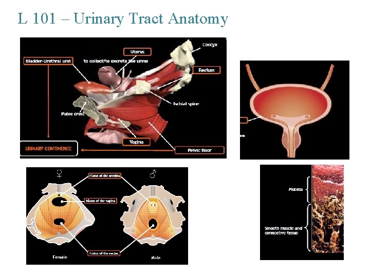 L 101 – Urinary Tract Anatomy 